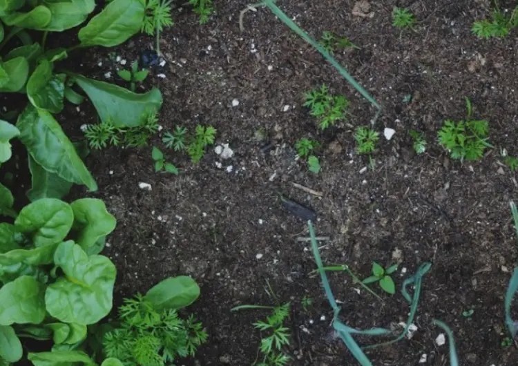 Que faut-il mettre et ne pas mettre dans le composteur ? Que faut-il mettre et ne pas mettre dans le composteur ?